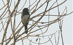 Cone-billed Tanager